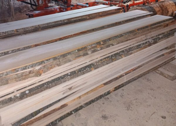 Cherstea de fag netivita in judetul Bihor